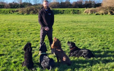 REVIEW: 3D Canine Academy Reversing Reactivity: How to transform your dog’s behaviour