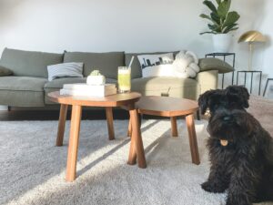 a dog sat on a new carpet in a lounge a dog sat on a new carpet in a lounge